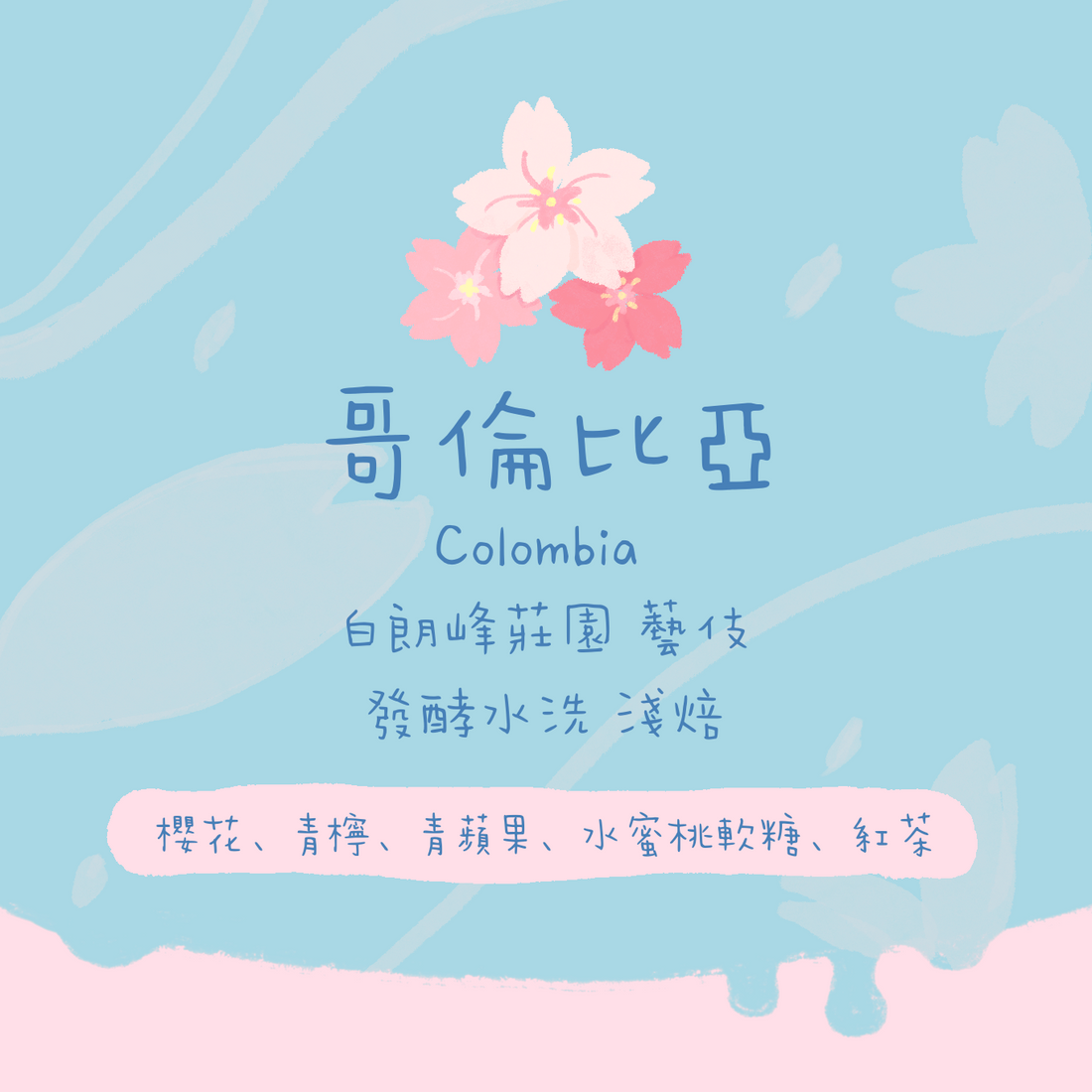 【新品必試推介🌸 櫻花-藝伎】哥倫比亞｜白朗峰莊園 藝伎 發酵水洗 淺焙｜咖啡豆 掛耳包